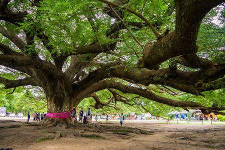 Giant Chamchuri Tree Before building a bridge, walk around the tree.Located at Village No. 5, Kasikorn Village, Koh Samrong Subdistrict, Dan Makham Tia District, Kanchanaburi Province, Thailandのeditorial素材