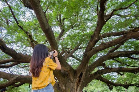 Giant Chamchuri Tree Before building a bridge, walk around the tree.Located at Village No. 5, Kasikorn Village, Koh Samrong Subdistrict, Dan Makham Tia District, Kanchanaburi Province, Thailandの写真素材