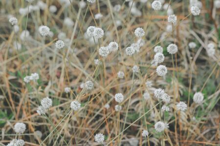 Silver button flower at Park, Loei, Thailand.