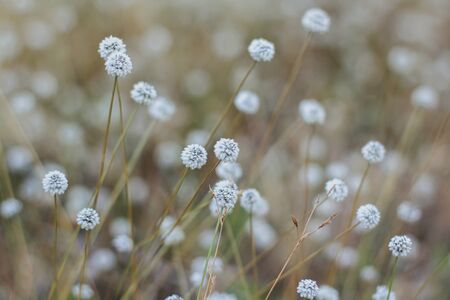 Silver button flower at Park, Loei, Thailand.の写真素材