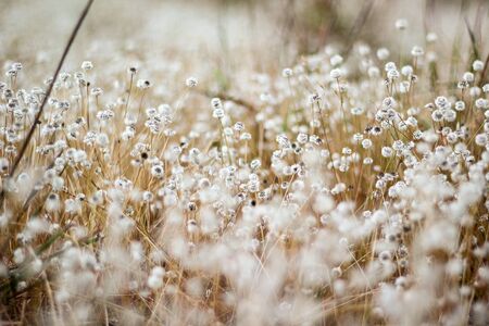 Silver button flower at Park, Loei, Thailand.の写真素材