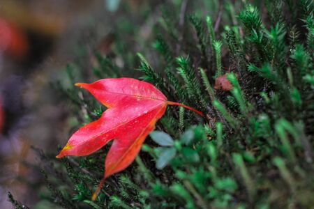 Bright red maple leaves in winter
