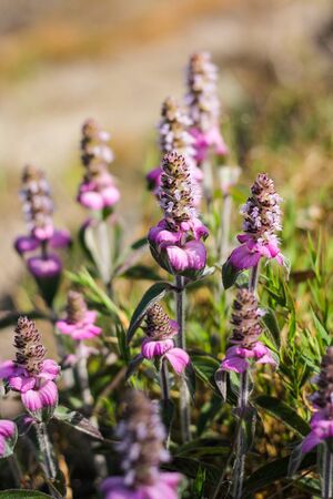 Striped helm grass Or the scientific name Nosema cochininense (Lour.) Merr.or Platostoma cochinchinenseの写真素材
