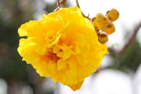 Cochlospermum regium  blossom with color is yellow.の写真素材