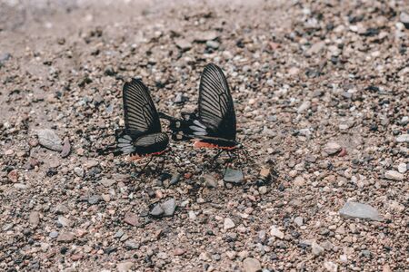 Two butterflies searching for food on the ground.の写真素材