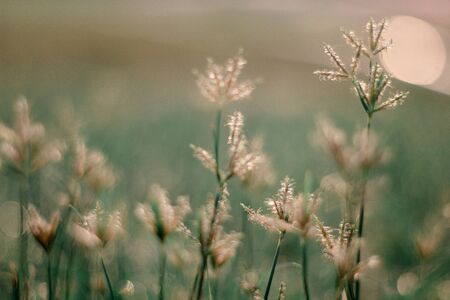 selective focus Soft shoots of grasstake backlit in the morning.