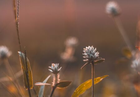 Coatbuttons, Mexican daisy  Selecetive focus.  Take pictures back in the sun.