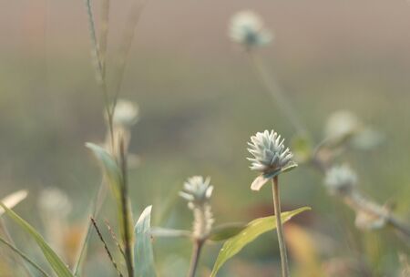 Coatbuttons, Mexican daisy  Selecetive focus.  Take pictures back in the sun.の写真素材