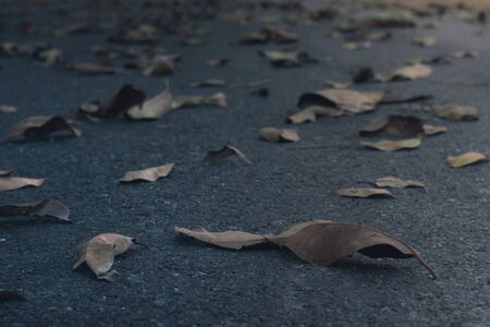 Fallen leaves on the floor. with selective focus.の写真素材
