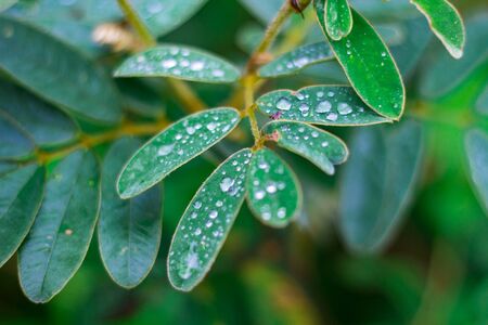 Leaves with dew on the leaves.の写真素材