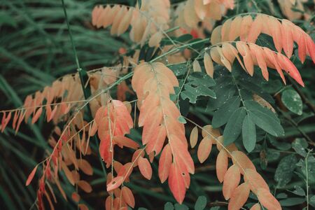 Soft shoots of poplar With pink top.の写真素材
