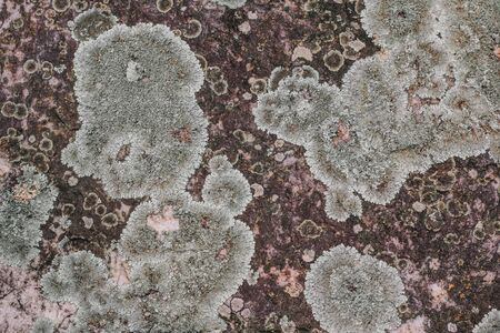 moss that is thickened on the bark of the tree.の写真素材