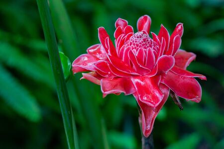 Etlingera elatior (Jack) R.M. Smith  With color red,pink and white.の写真素材