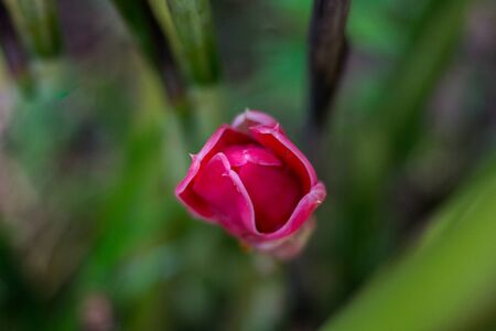 Etlingera elatior (Jack) R.M. Smith  With color red,pink and white.の写真素材