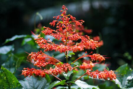 Noun Sawan or Phanom Sawan (Pagoda flower) Clerodendrum paniculatum L.の写真素材