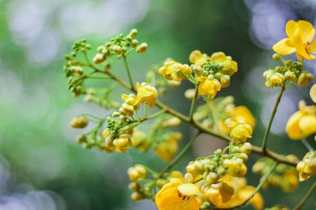 yellow flowers are blooming, with bees flying around to collect nectar from the flowers.の写真素材