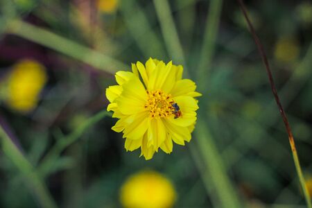 yellow flowers are blooming, with bees flying around to collect nectar from the flowers.の写真素材