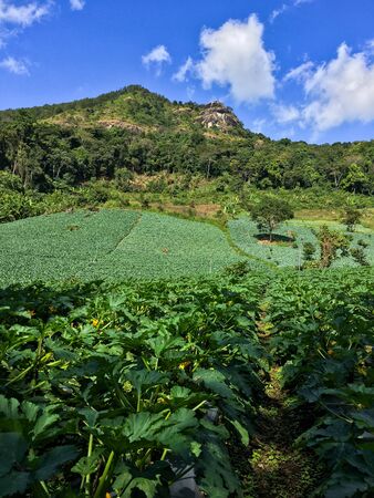The route between the trip to Pha Khun Tap Doi Pha Kaw Noi. Chiang Mai ProvinceThat has a cabbage garden And the mountain view in the background.の写真素材