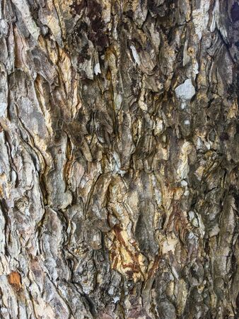 Picture of the texture of a tree with different patterns and characteristics.の写真素材