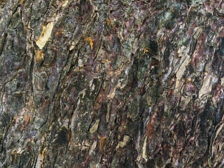 Picture of the texture of a tree with different patterns and characteristics.の写真素材