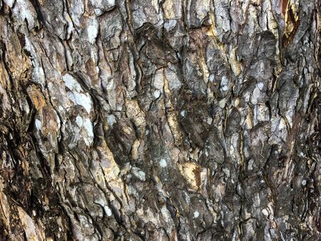 Picture of the texture of a tree with different patterns and characteristics.の写真素材