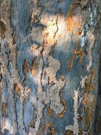 Picture of the texture of a tree with different patterns and characteristics.の写真素材