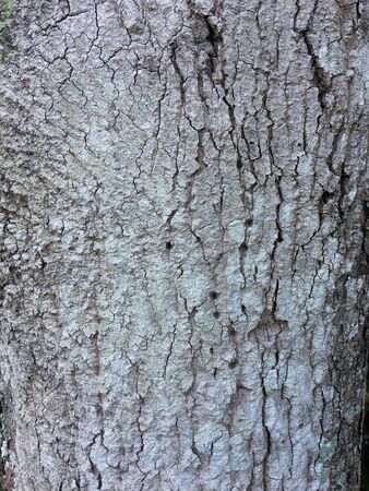 Picture of the texture of a tree with different patterns and characteristics.の写真素材