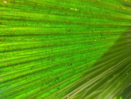 Surface image of palm tree That has natural green color.の写真素材