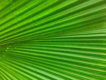 Surface image of palm tree That has natural green color.の写真素材
