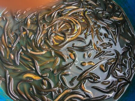 eel is locked in a tank to wait for sale.