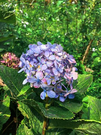 Hydrangea macrophylla (Thunb.) Ser. with color is bright purple.の写真素材