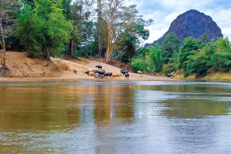 The buffalo is walking through the river In Laos.の写真素材