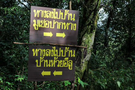 Many kinds of wildflowers in the Doi Mon Chong area.の写真素材