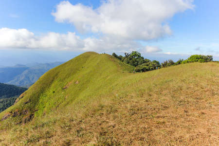 Many kinds of wildflowers in the Doi Mon Chong area.の写真素材