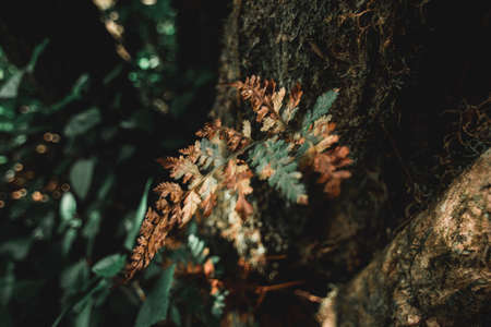 Many kinds of wildflowers in the Doi Mon Chong area.の写真素材