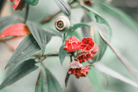 Many kinds of wildflowers in the Doi Mon Chong area.の写真素材