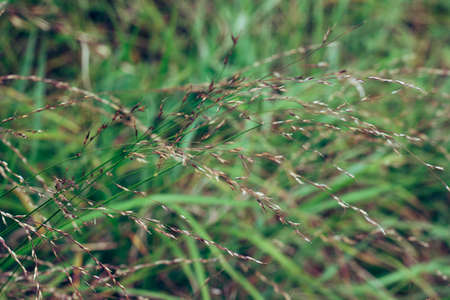 Grass flowers that lie along the wind that blows through And impacted by the soft light. Background, abstract.の写真素材