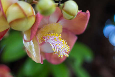 Close up flower Cannonball tree.の写真素材
