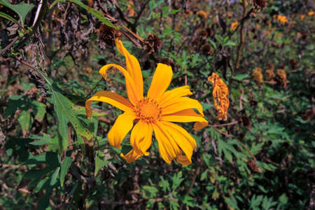 Bua Tong  Also called rat sunflower.の写真素材