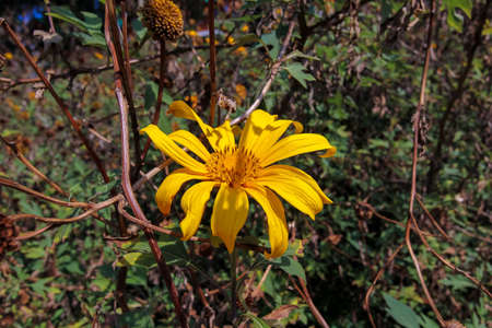 Bua Tong  Also called rat sunflower.の写真素材