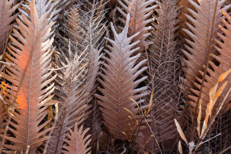 Wild fern trees on the way to Lan Hin Pum tourist attraction, Phitsanulok.の写真素材