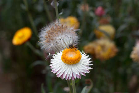Paper flowers are planted for tourists to visit.の写真素材