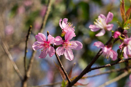 Prunus cerasoides or Wild Himalayan Cherry with color is pink in the Phu Lom Lo tourist attraction, Loei Province Thailand.の写真素材