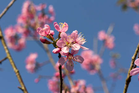 Prunus cerasoides or Wild Himalayan Cherry with color is pink in the Phu Lom Lo tourist attraction, Loei Province Thailand.の写真素材