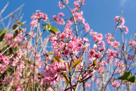 Prunus cerasoides or Wild Himalayan Cherry with color is pink in the Phu Lom Lo tourist attraction, Loei Province Thailand.の写真素材