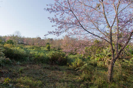 Prunus cerasoides or Wild Himalayan Cherry with color is pink in the Phu Lom Lo tourist attraction, Loei Province Thailand.の写真素材