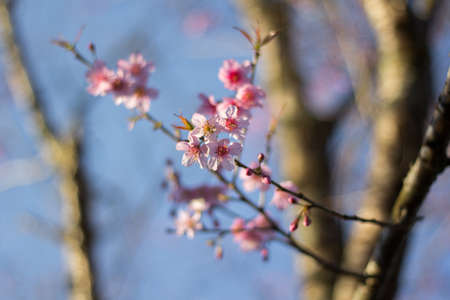 Prunus cerasoides or Wild Himalayan Cherry with color is pink in the Phu Lom Lo tourist attraction, Loei Province Thailand.の写真素材