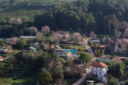 Kok Saton village surrounded by Nang Phaya Sua Krong tree And is a famous tourist attraction that Phu Lom Lo.の写真素材