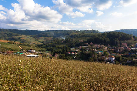 Kok Saton village surrounded by Nang Phaya Sua Krong tree And is a famous tourist attraction that Phu Lom Lo.の写真素材
