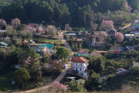 Kok Saton village surrounded by Nang Phaya Sua Krong tree And is a famous tourist attraction that Phu Lom Lo.の写真素材